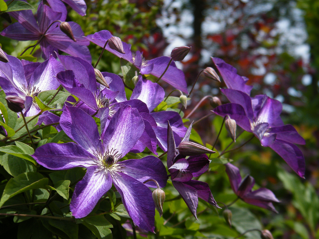 Clematis viticella 'Venosa Violacea'